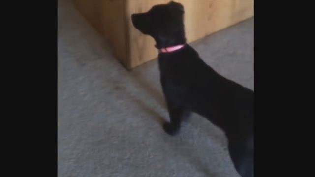 10 Страшных Моментов Когда Животные Видят Призраков смотреть онлайн