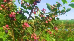 Ирга. Современные сорта. Саженцы ирги Смоуки, Тиссен, Мартин, Мандам, Слейт, Норслайн и т.д.Садочек