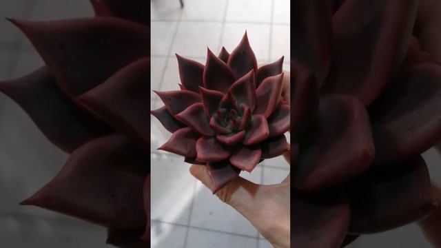 echeveria taurus