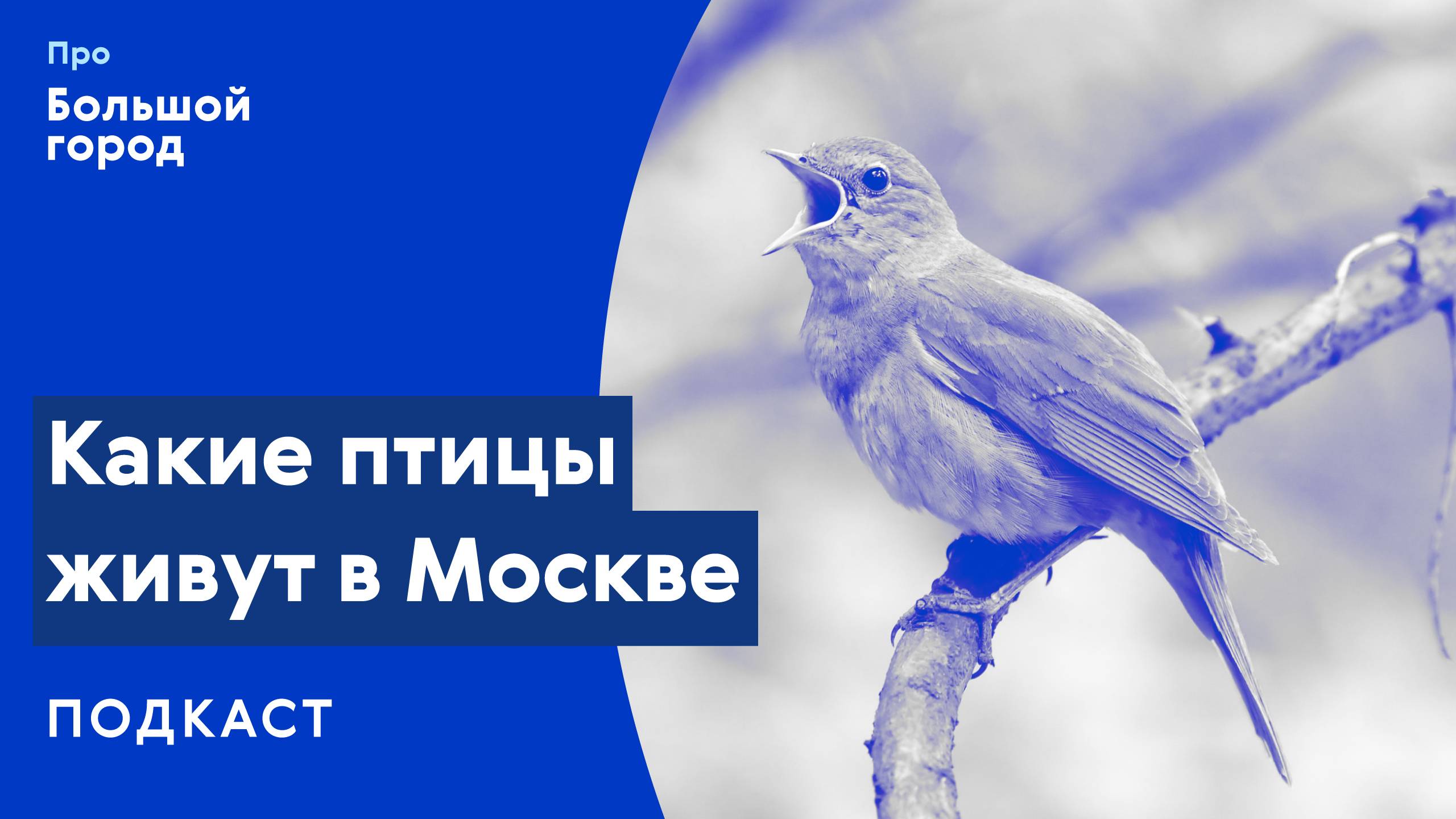 Какие птицы живут в Москве? | Подкаст «Про Большой город»