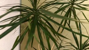 ДРАЦЕНА УХОД В ДОМАШНИХ УСЛОВИЯХ | ОБЗОР И УХОД