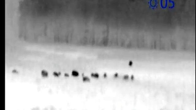 Кабаны на поле (на овсах) в тепловизор (часть4) смотреть онлайн