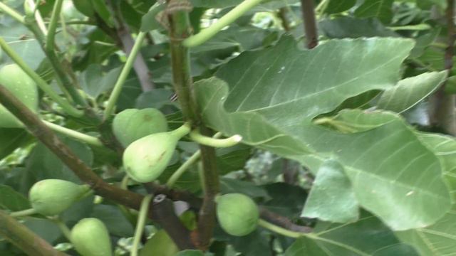 Инжир ,ложь "северян" и реальность. 21 смотреть онлайн