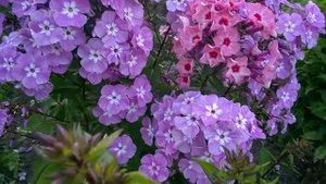 Флокс Селена. Крупноцветковый дымчатый флокс!