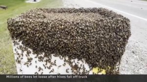 В Канаде ульи с 5 млн пчел выпали на дорогу из грузовика

Водитель не справился с управлением, вреза