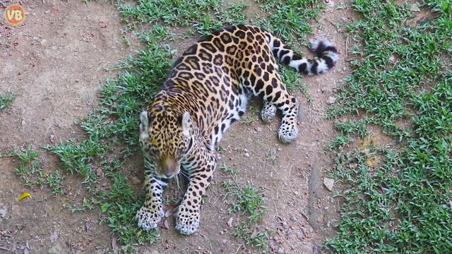 Conheça o Som da Onça Pintada - O Maior Felino do Continente Americano - Som de Onça - Jaguar Sound смотреть онлайн