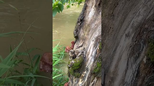 Tremella foliacea Fungus, Jelly Fungus on a tree, BEAUTIFUL NATURE ,