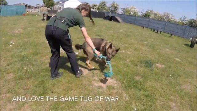 Dogs Trust Snetterton - Drake смотреть онлайн