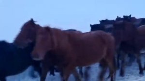 Перегон табуна лошадей стоимостью  $20 000 000