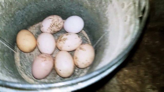 куры, сбор яйца, индоутки смотреть онлайн