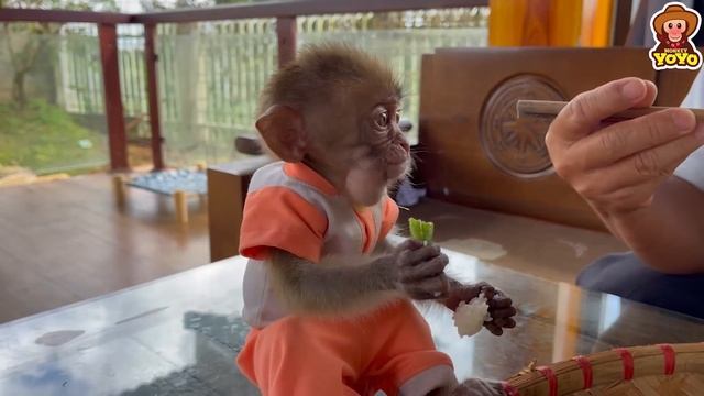 How monkey YiYi and Ủn Ỉn piglet becoming a close duo смотреть онлайн