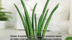 Сансевиерия цилиндрическая — уход в домашних условиях