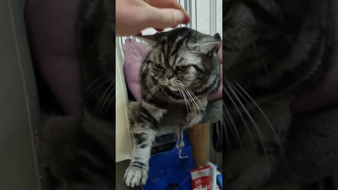 ДЕЛОВОЙ КОТЯРА!!!