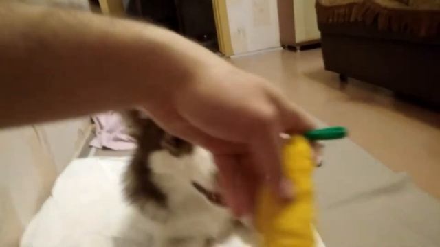 Хаски.Пиксель и плюшевый банан смотреть онлайн