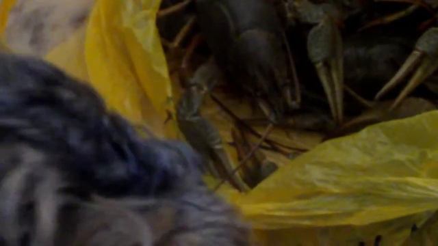 Мой пес и раки смотреть онлайн