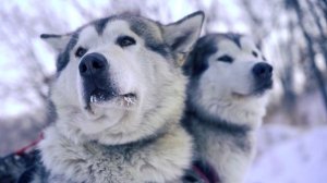 Катание на собачьей упряжке (AmurTravel), Амурская область