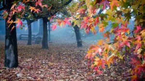 ЗАКРУЖИЛАСЬ ЛИСТВА ЗОЛОТАЯ...