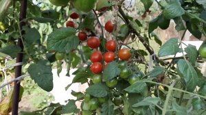 Мои помидоры "Черри"! Томаты "Черри" у меня в огороде"/Cherry tomatoes.Урожай "Черри" 2021/СТИХиЯ.