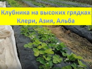 Разница в развитии клубники на земле и на высоких грядках под пленкой