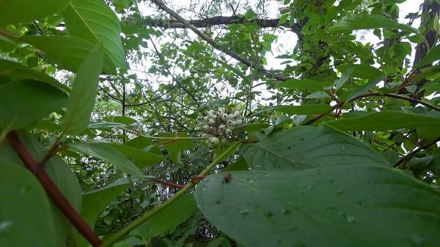 Неожиданный краш-тест спиннинга (ДОЮЙ) DAYO NILOS. Рыба клюет, но хотелось бы лучше. смотреть онлайн