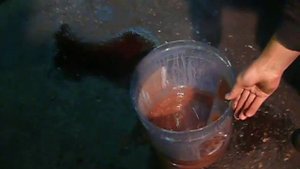 В масло АКПП попал антифриз