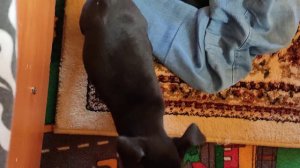 Ксолоитцкуинтли, 2 мес., в шерсти.