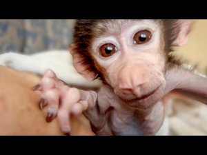 Влад не спал со Степкой всю ночь и теперь я стараюсь его уложить)))