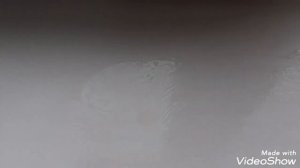 Чем обработать б/у горшки для растений?