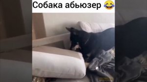 Собака абьюзер