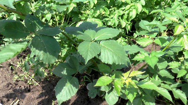 Ежевика Чечанска Бестерна смотреть онлайн