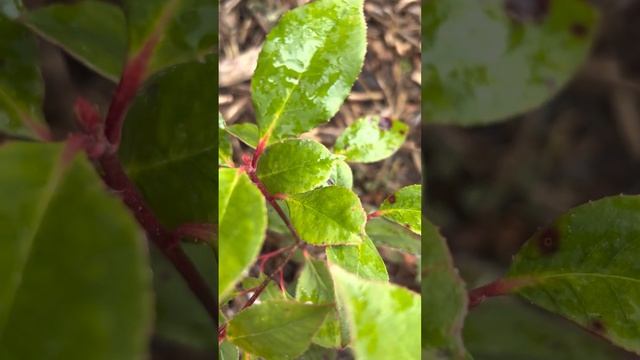 ФОТИНИЯ “RED ROBIN” ЗИМОЙ смотреть онлайн