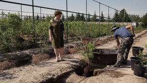 Как правильно посадить голубику