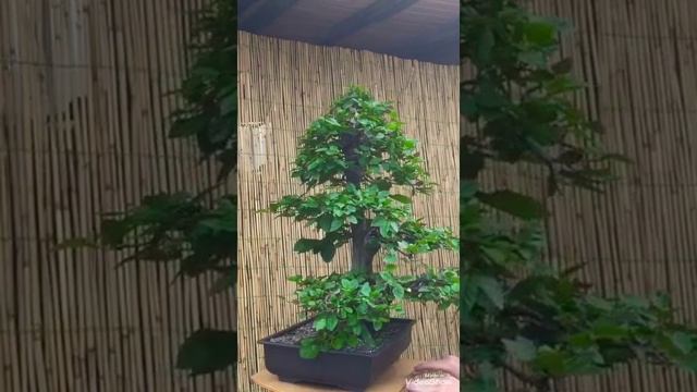 Carpinus betulus bonsai смотреть онлайн