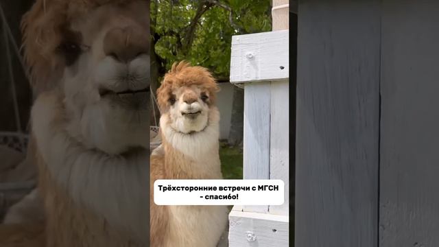 Только ты — рыба моей мечты! 🦄#shorts смотреть онлайн