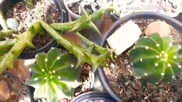 Floração do Cactus Mammillaria Crinita смотреть онлайн