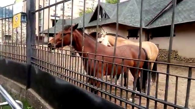 Зоопарк(4) смотреть онлайн