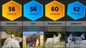 Сравнение: Количество Хромосом