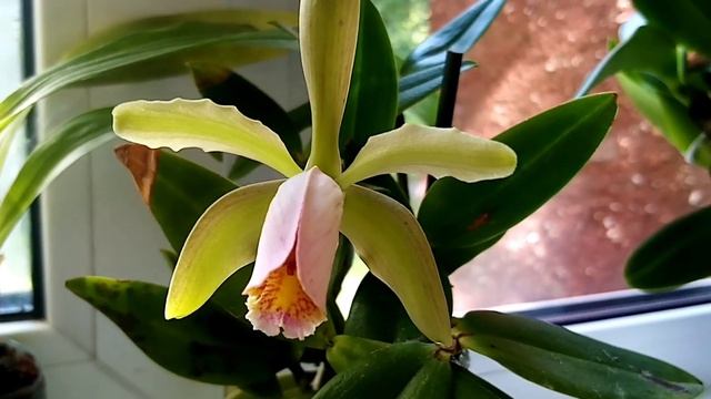 Каттлея Forbesii. Первое домашнее цветение. Восторг! смотреть онлайн