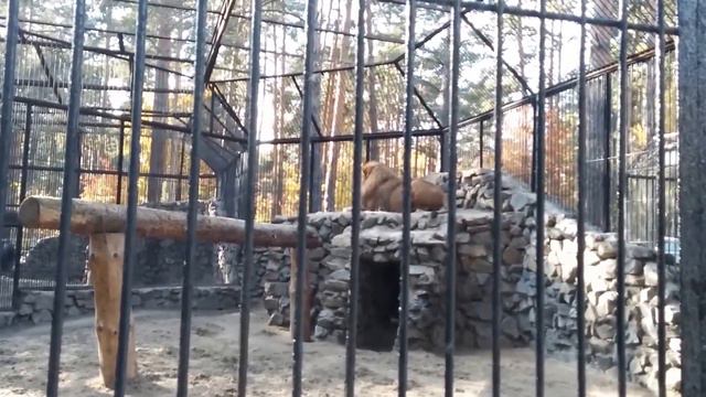 Новосибирский зоопарк смотреть онлайн