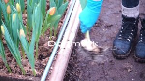 Roman Empire & Denmark Tulips (мы теплица Лаврики , это наши тюльпаны! =)