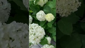 Подпорка для гортензии и пионов