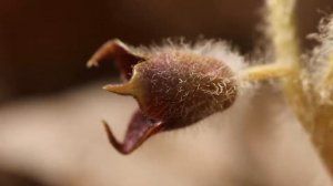 Haselwurz (Asarum europaeum)