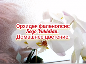 Орхидея фаленопсис Sogo Yukidian. Домашнее цветение.