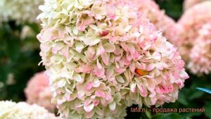 Гортензия метельчатая Саммэ Лав (summer love) ? обзор: как сажать, саженцы гортензии Саммэ Лав