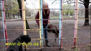 Правильный контакт с собакой и как его достичь