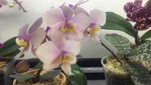 ЗАЦВЕЛ ФАЛЕНОПСИС Philadelphia (Schilleriana+Stuartiana)Phalaenopsis Philadelpia in bloom