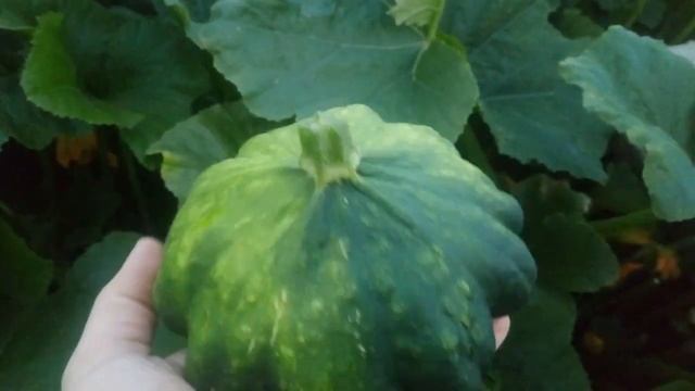 Бахчевые джунгли! смотреть онлайн