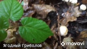 ❗Выехали на разведку за лисичками ? 26.06.2023 г. Курская область❗