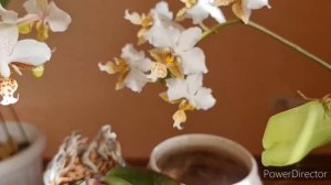 stuartiana var. nobilis и stuartiana x sib sn 7433 от Шайнинг