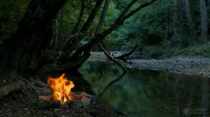 Можно ли пересаживать лилии во время цветения?